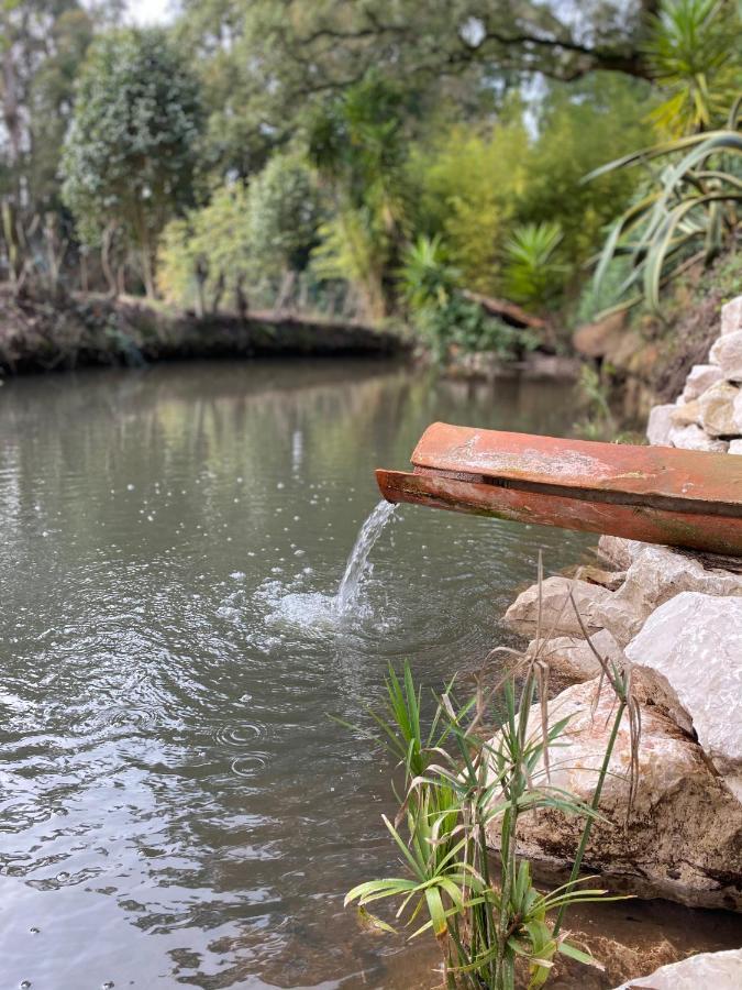 Quinta Do Vale Grande Villa Albergaria-a-Velha Dış mekan fotoğraf